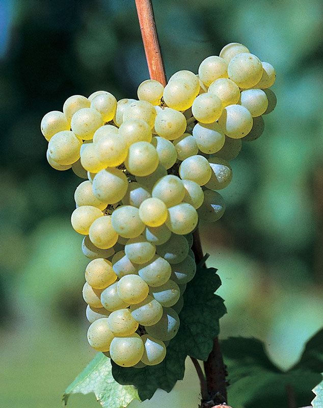 grappolo di Chardonnay